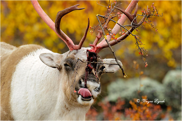 Caribou Bull Eating Shed Antler Velvet 125 by Dr. Wayne Lynch &copy;